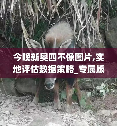 今晚新奥四不像图片,实地评估数据策略_专属版8.780