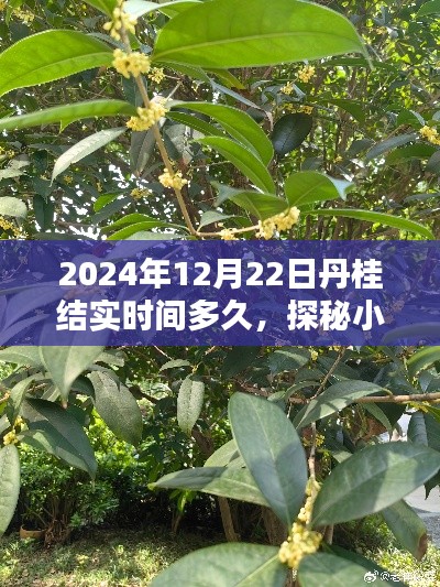 探秘小巷深处的丹桂香,丹桂结实时间与一家特色小店的隐藏时光