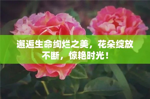 邂逅生命绚烂之美,花朵绽放不断,惊艳时光!
