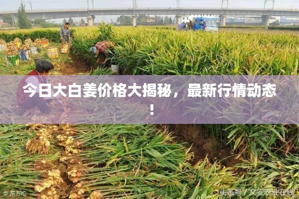 今日大白姜价格大揭秘，最新行情动态！