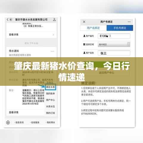肇庆最新猪水价查询,今日行情速递