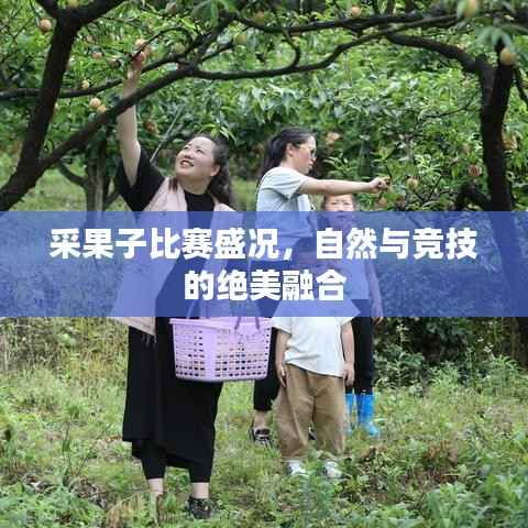 采果子比赛盛况,自然与竞技的绝美融合