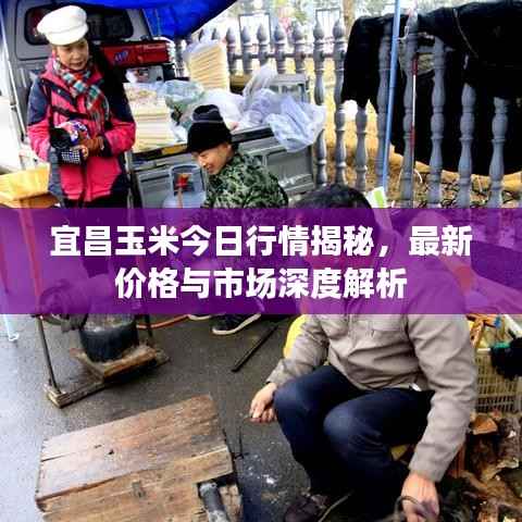 宜昌玉米今日行情揭秘,最新价格与市场深度解析
