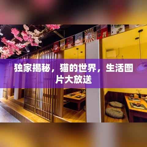 独家揭秘，猫的世界，生活图片大放送